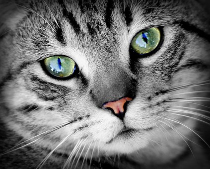 Cat 686803 340