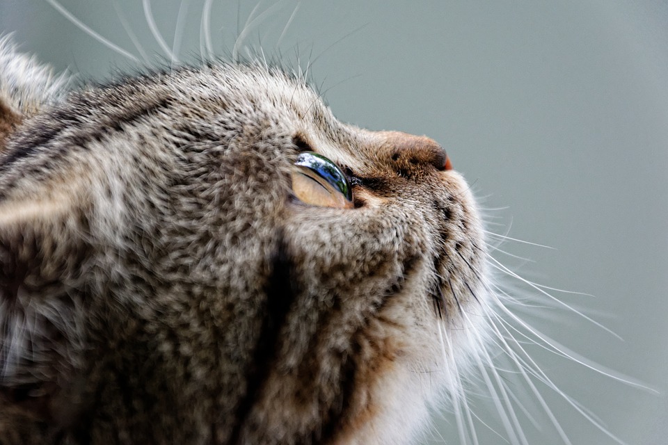Cat 2435021 960 720