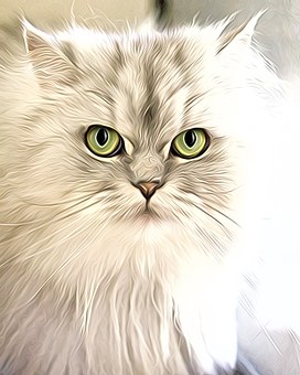 Cats 979798 340