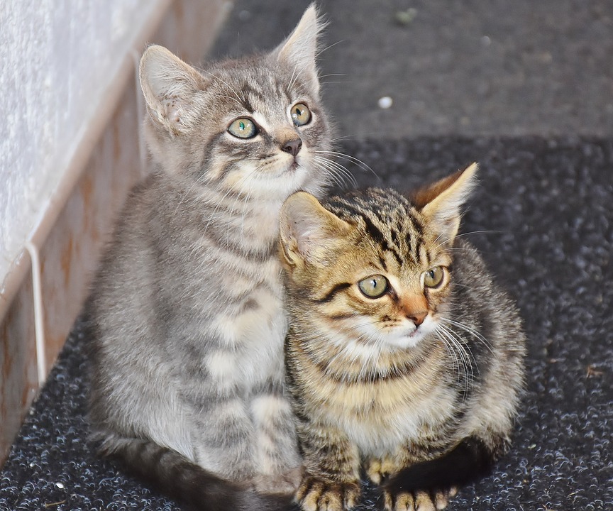 Cat 1690258 960 720