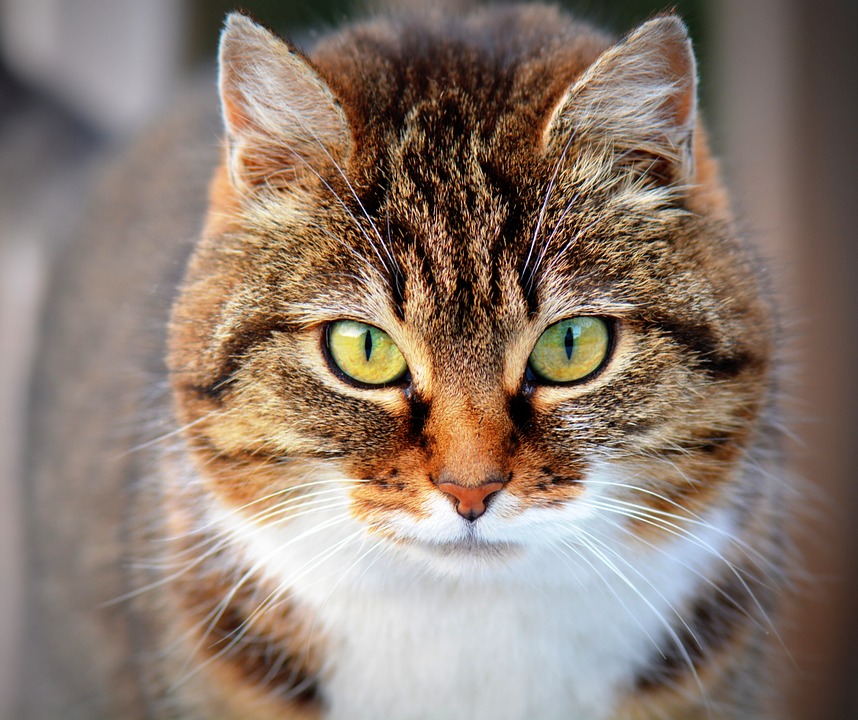Cat 300572 960 720