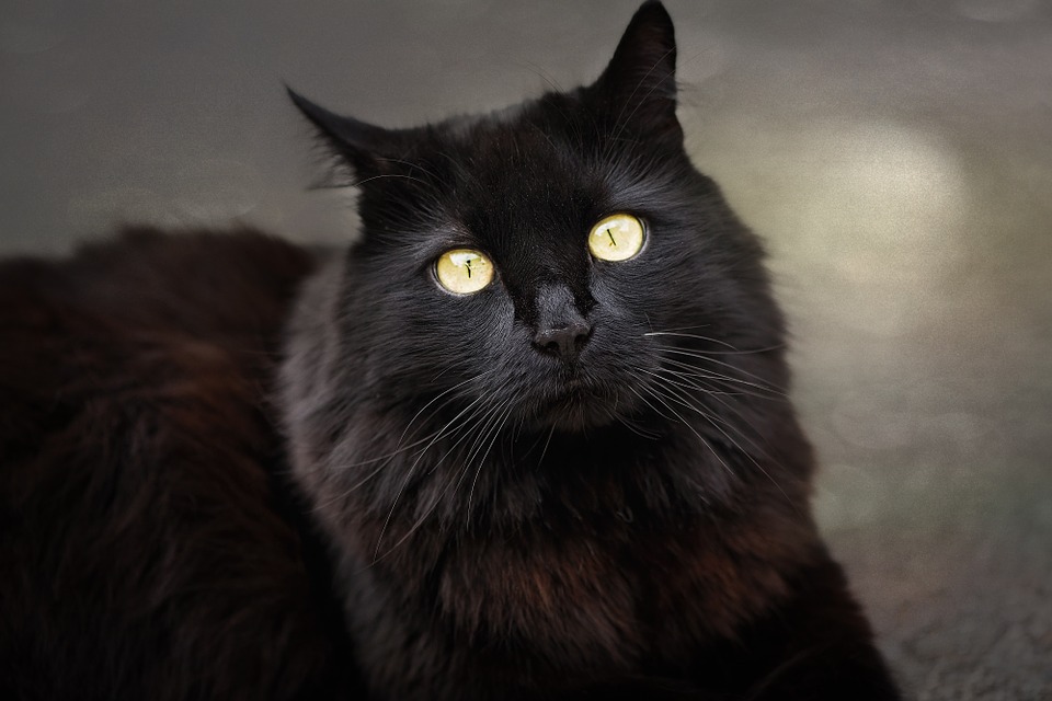 Cat 837517 960 720