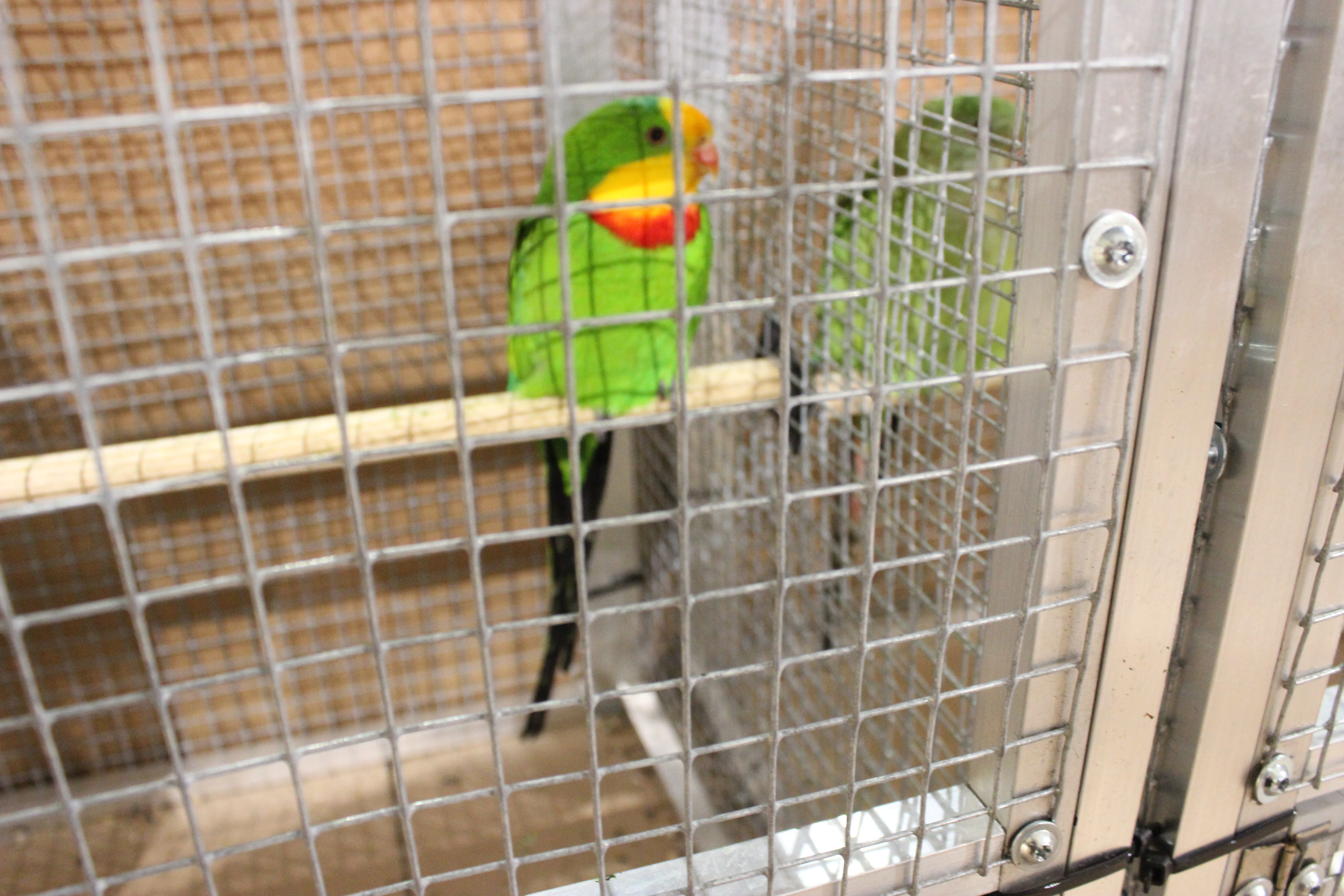 IMG 4203