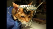 Électrodes implantées dans le cerveau d’un chat maintenu dans un sac de contention
