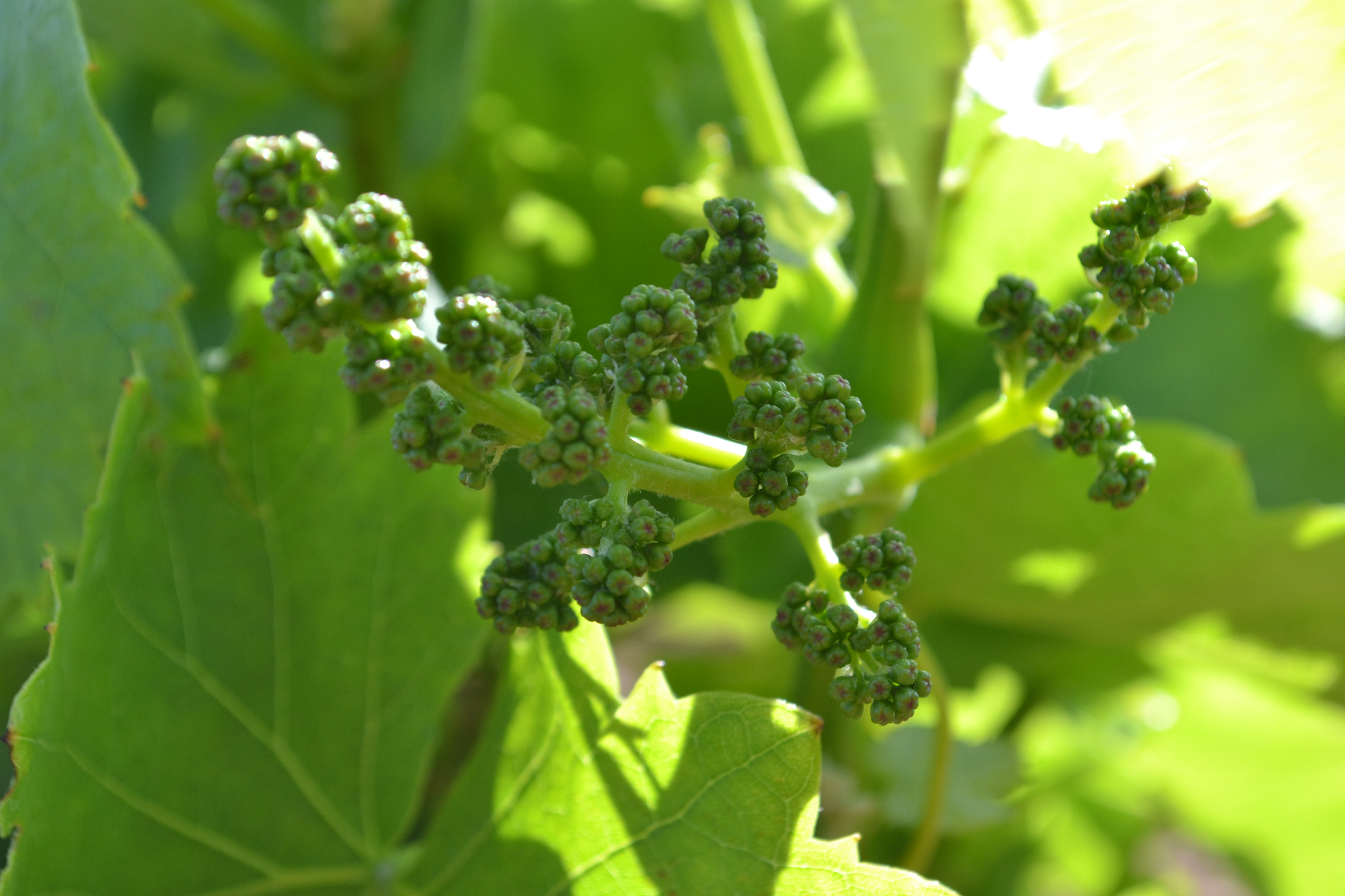 Grenache grape May