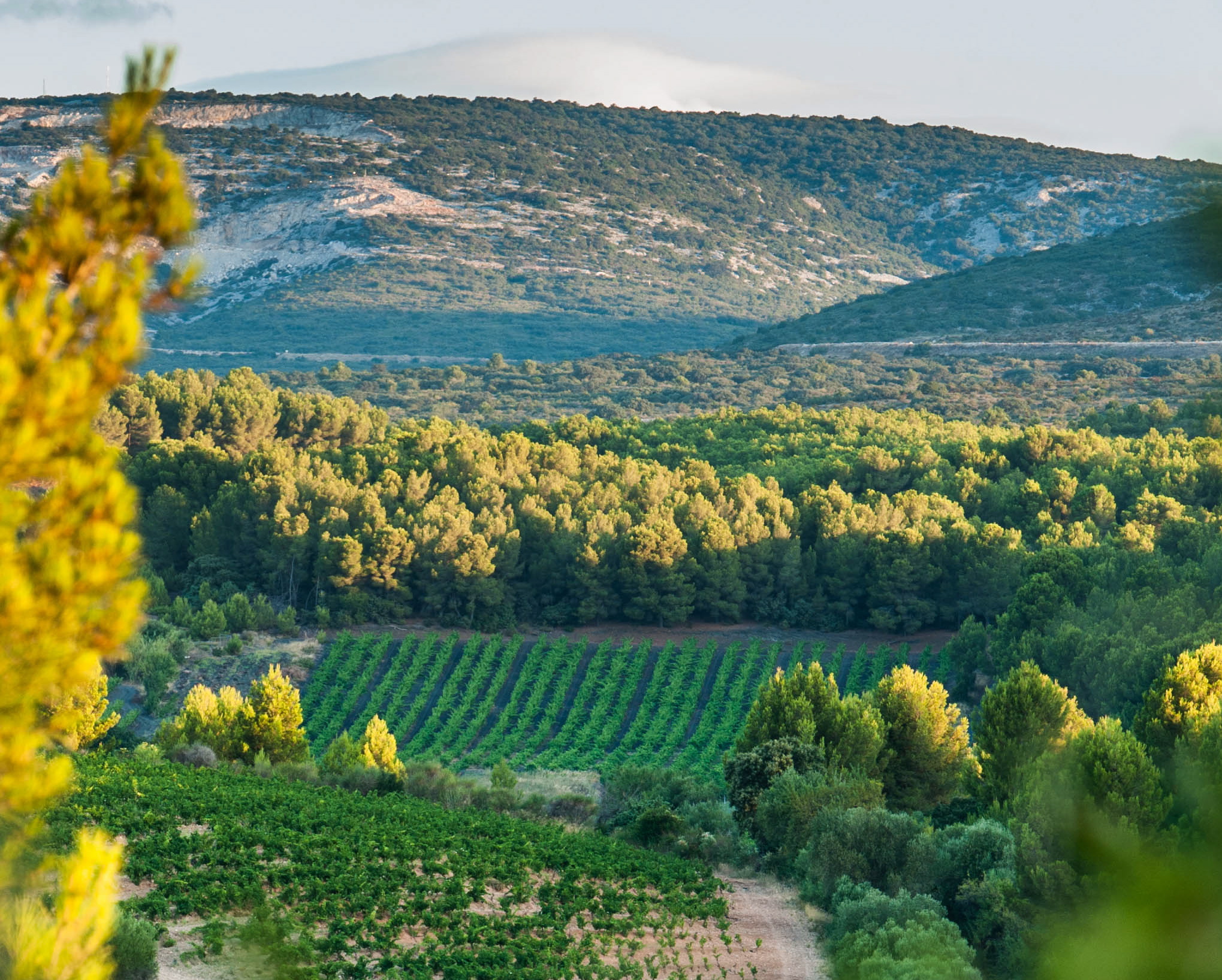 Walk in the vineyard