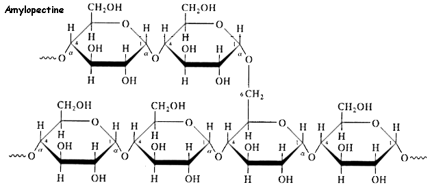 7amylopectine