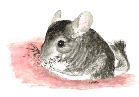 Chinchillas