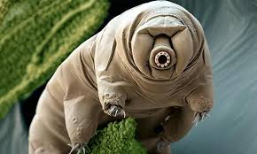 Tardigrade ou plus communément appelé ourson d'eau.