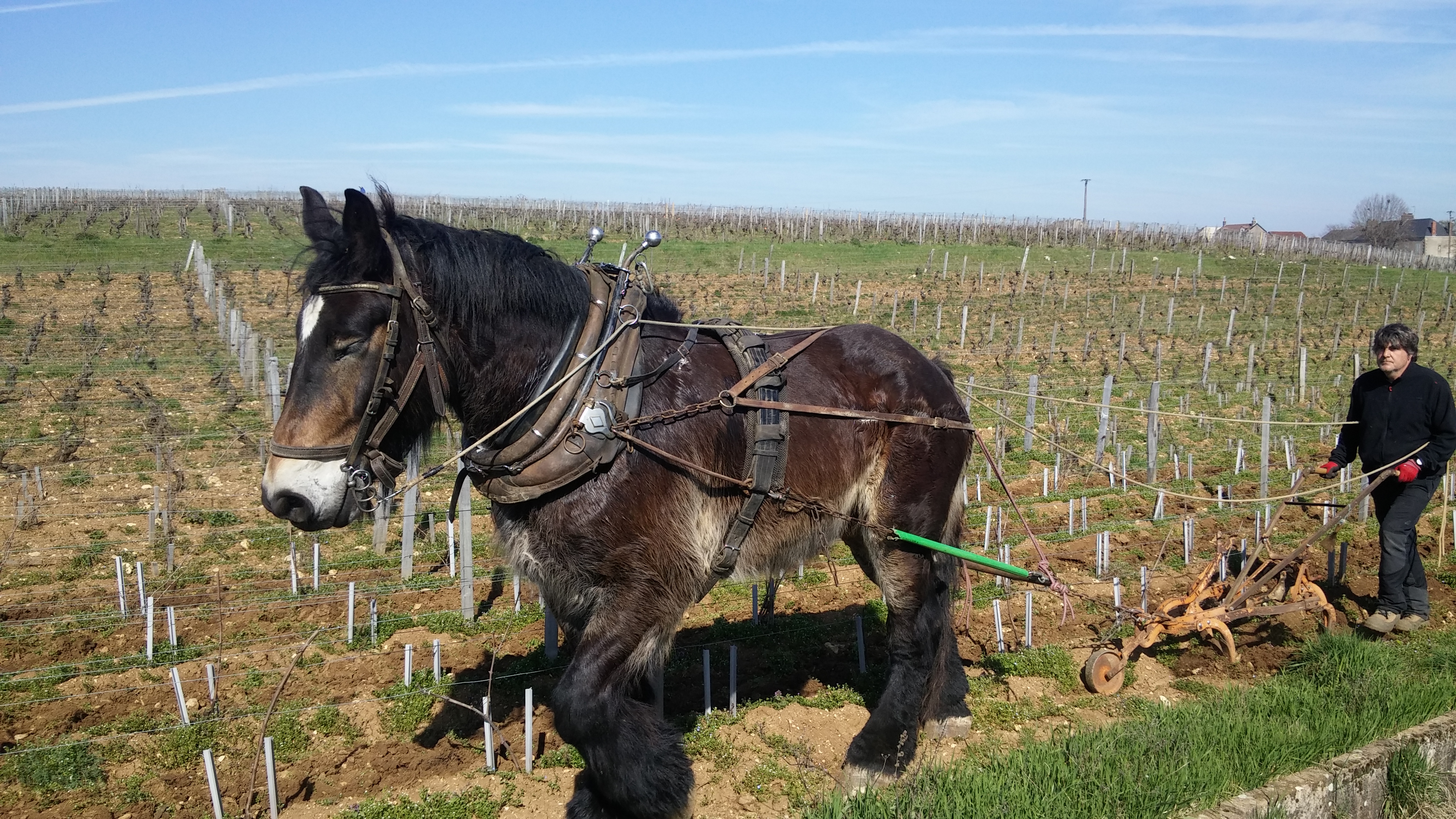 2017 03 15 Bourgogne 13a LG