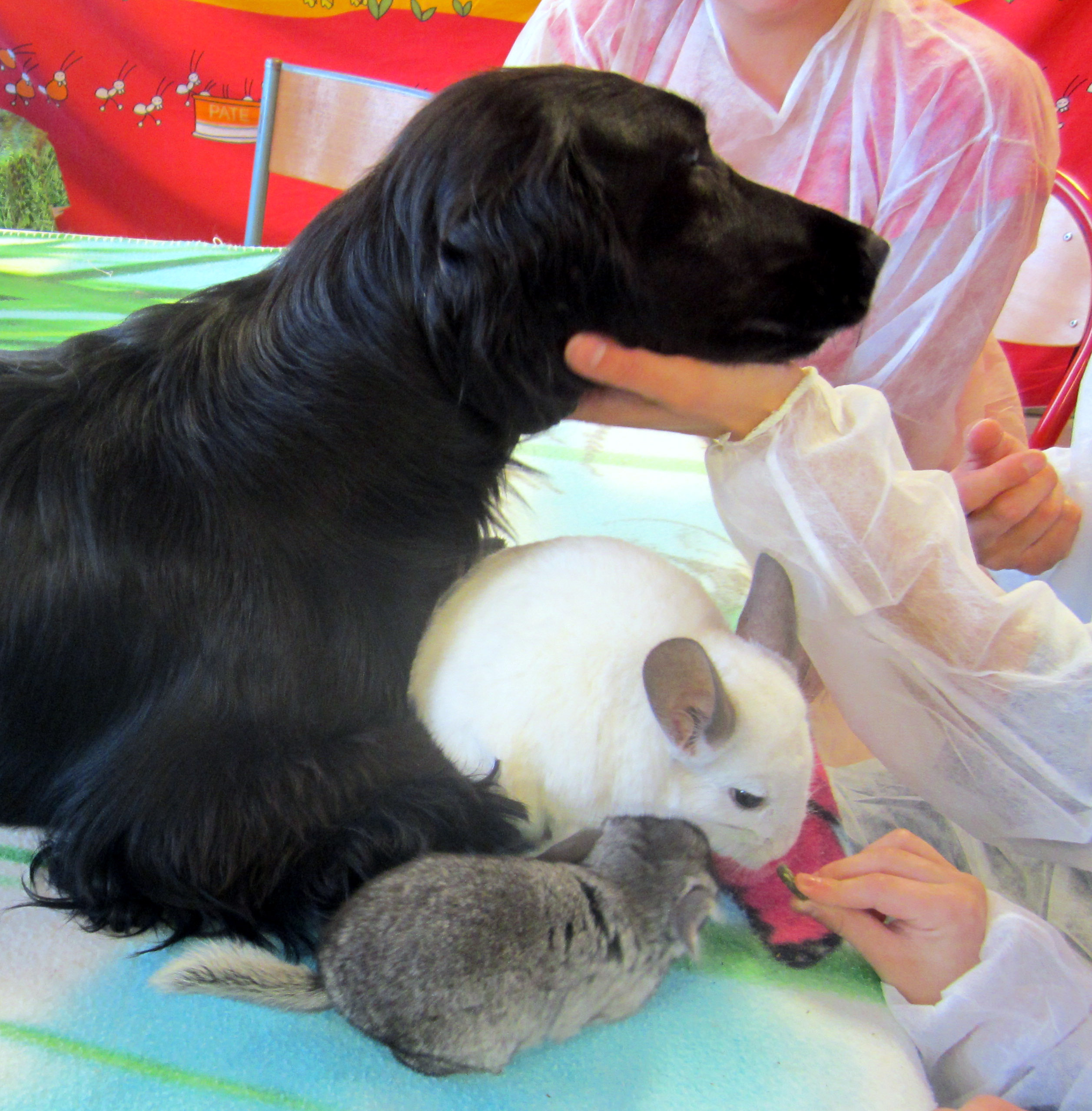 Animal médiateur : un partenaire à part entièrel