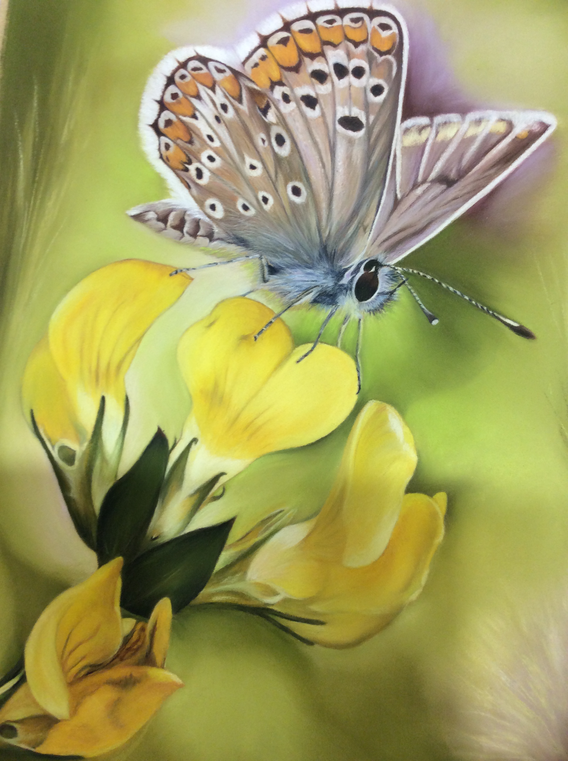 2017 10 papillon