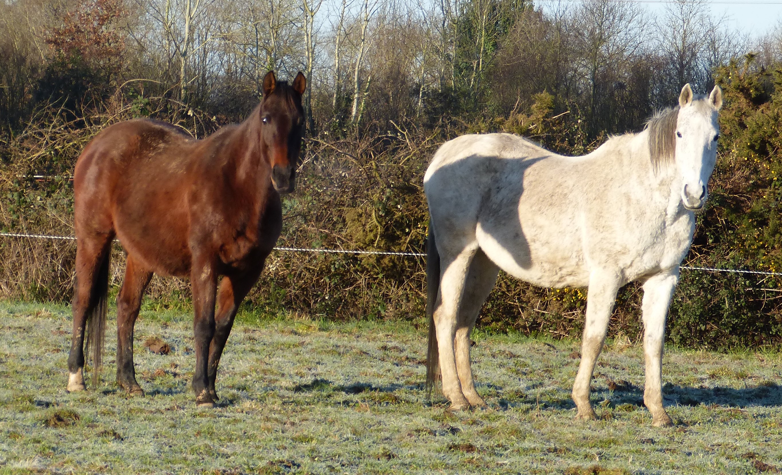 Juments de l'Elevage