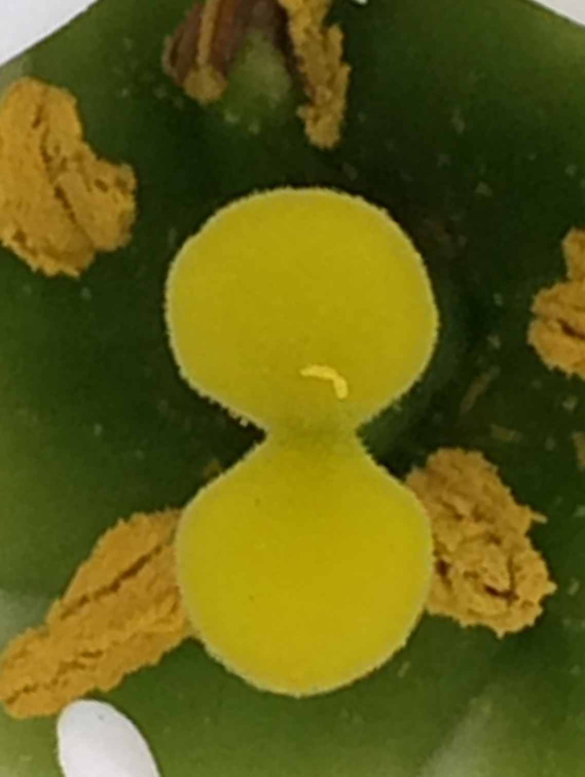 26