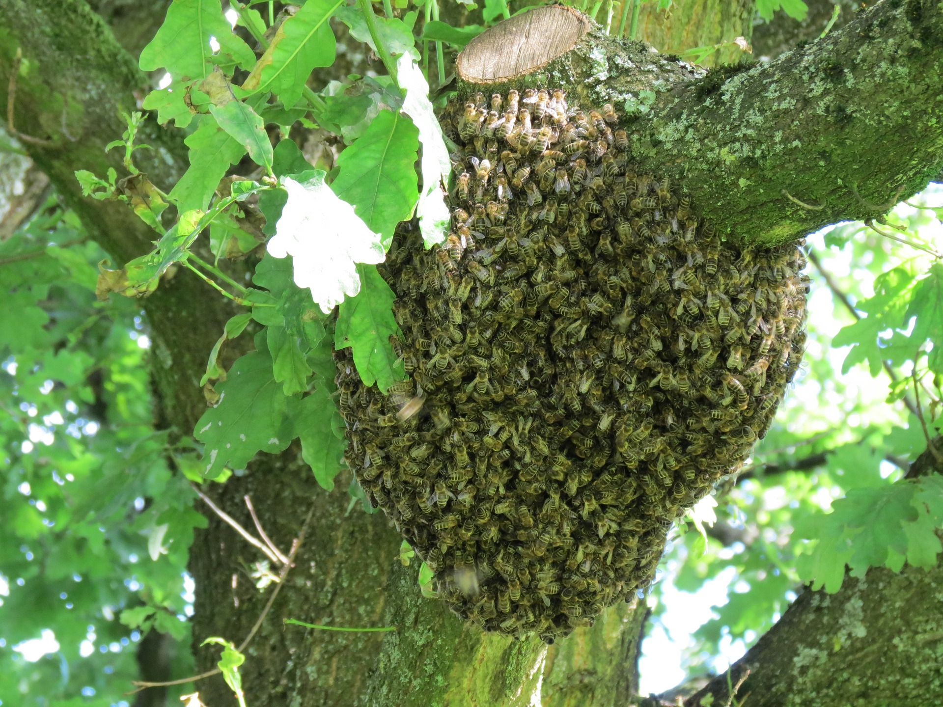 Hive 2351604 1920