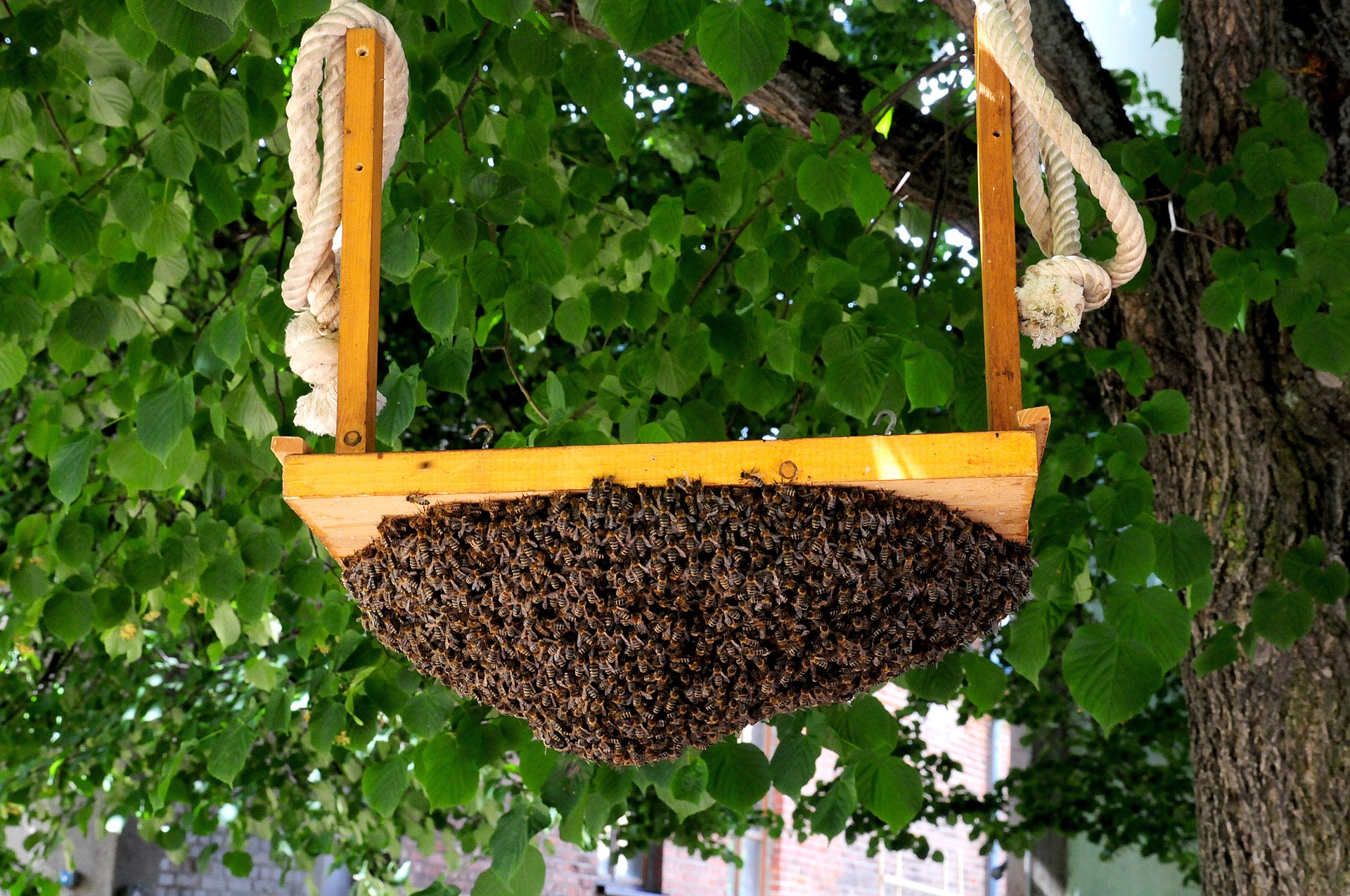 Hive 1517674 1920
