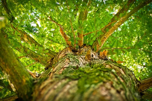 Arbre