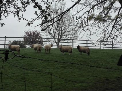 Berville sur mer les moutons