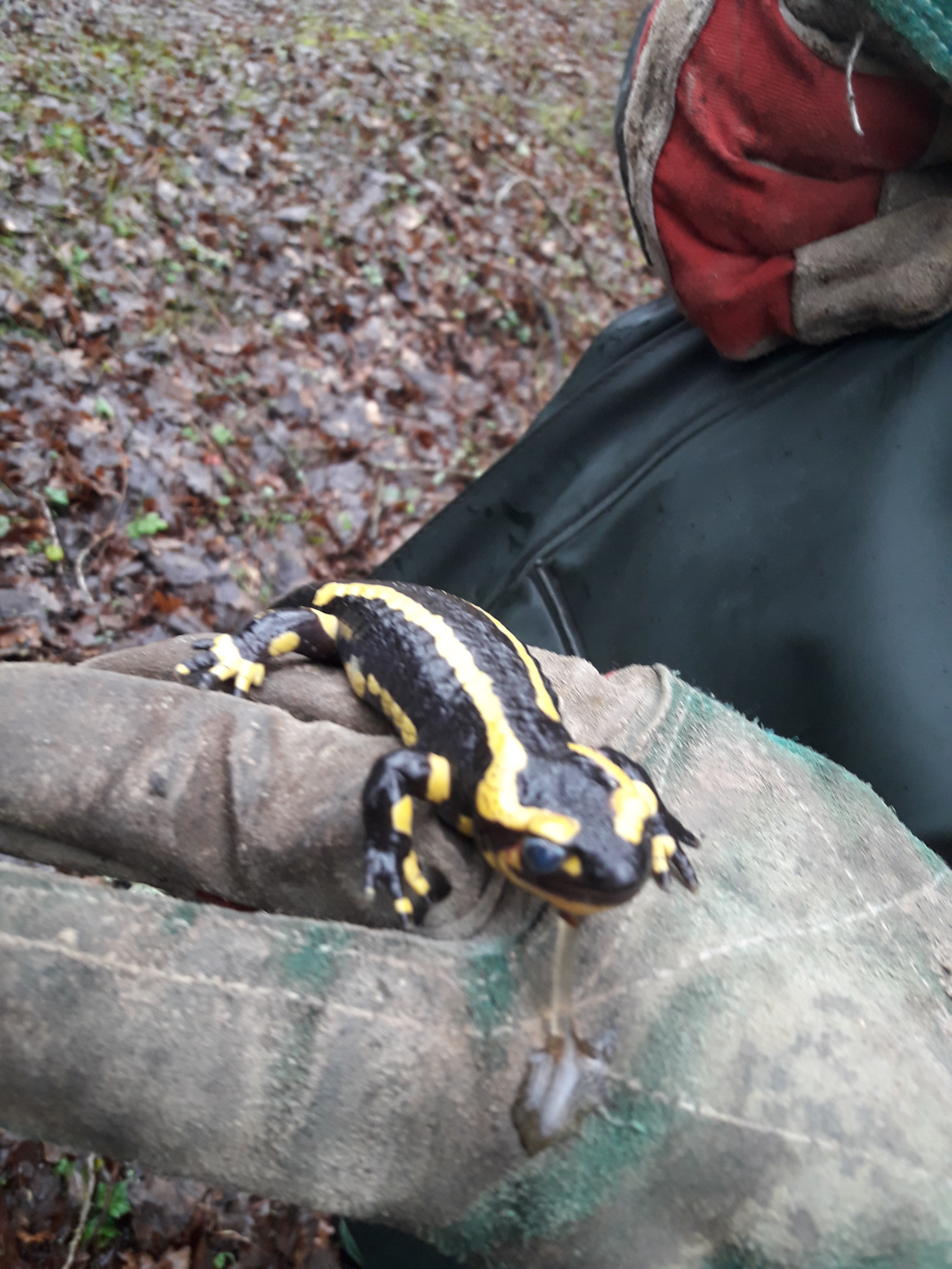 La salamandre, emblème de la sologne