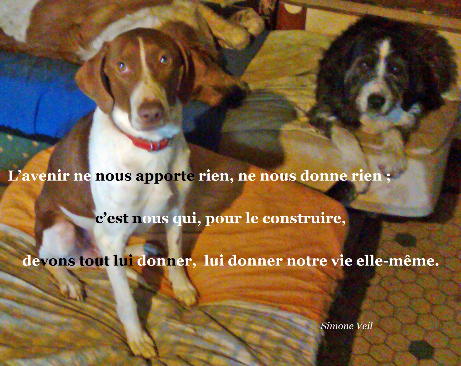 E15 Copie