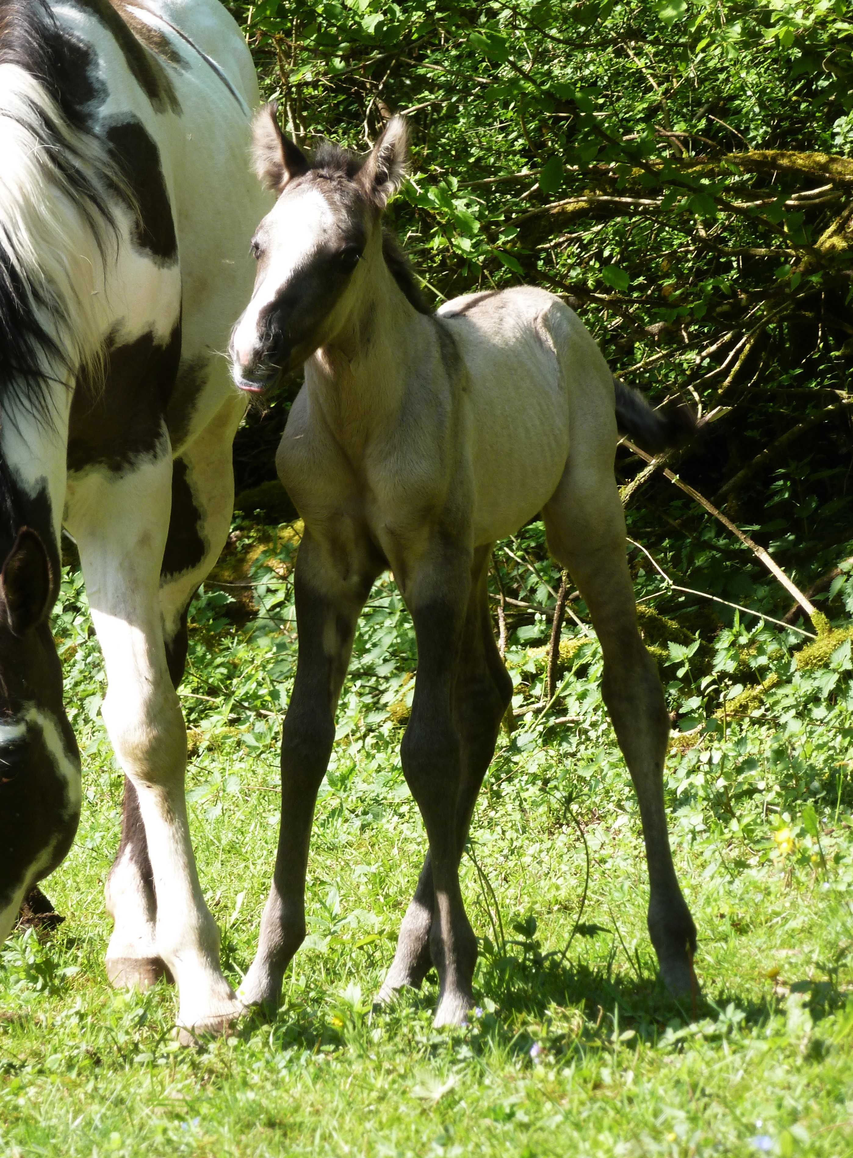 "ICE SILVER KINGEYED" "grullo" "fondation" 'paint-horse" "Baldrock Ranch"