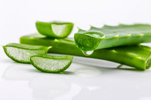 Aloe vera plant 3