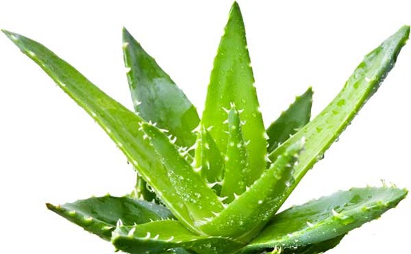 Aloeveraplante e1452138657446