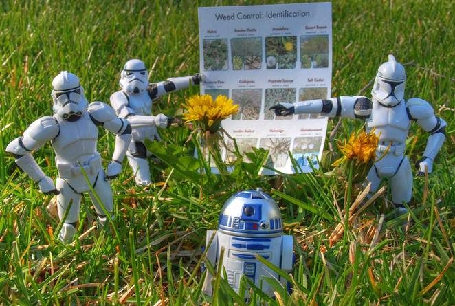 Star wars weed control 1 jpg 662x0 q70 crop scale 1 662x445