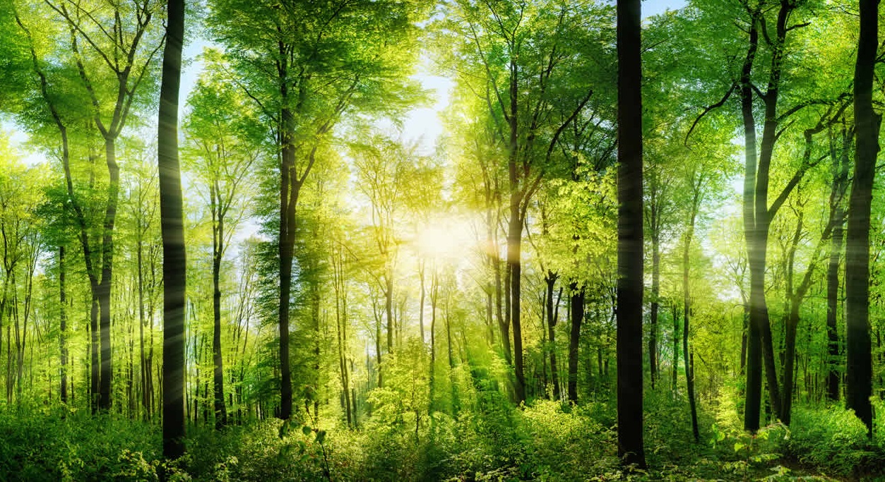 Fotolia 82972458 XL 1 2