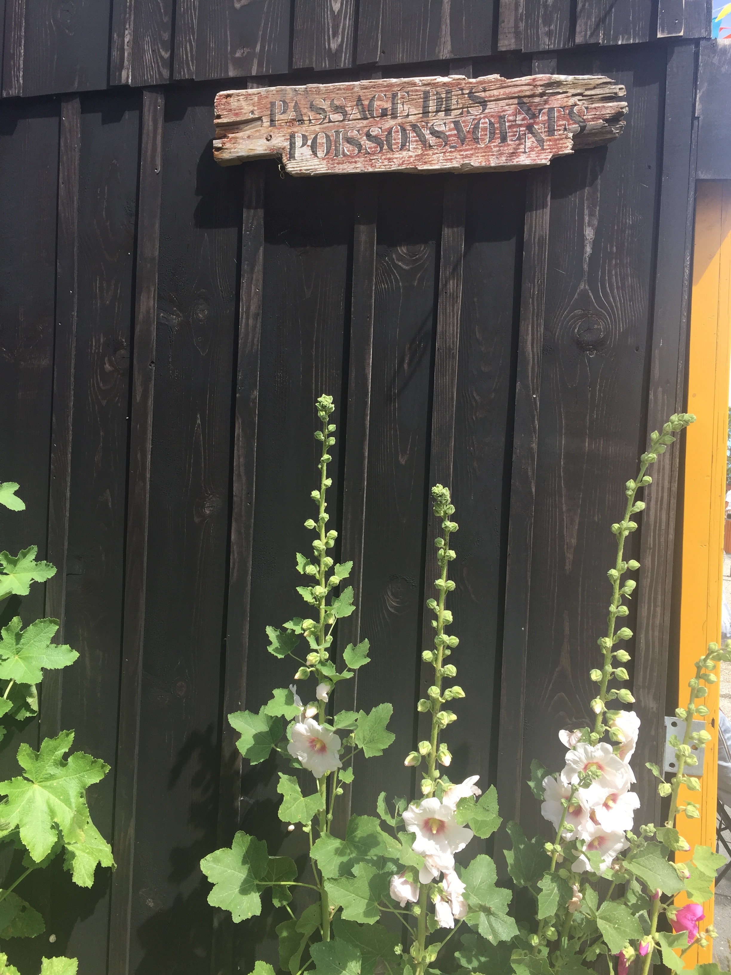 Insulaire shop passage des poissons volants rose tremieres ile d oleron