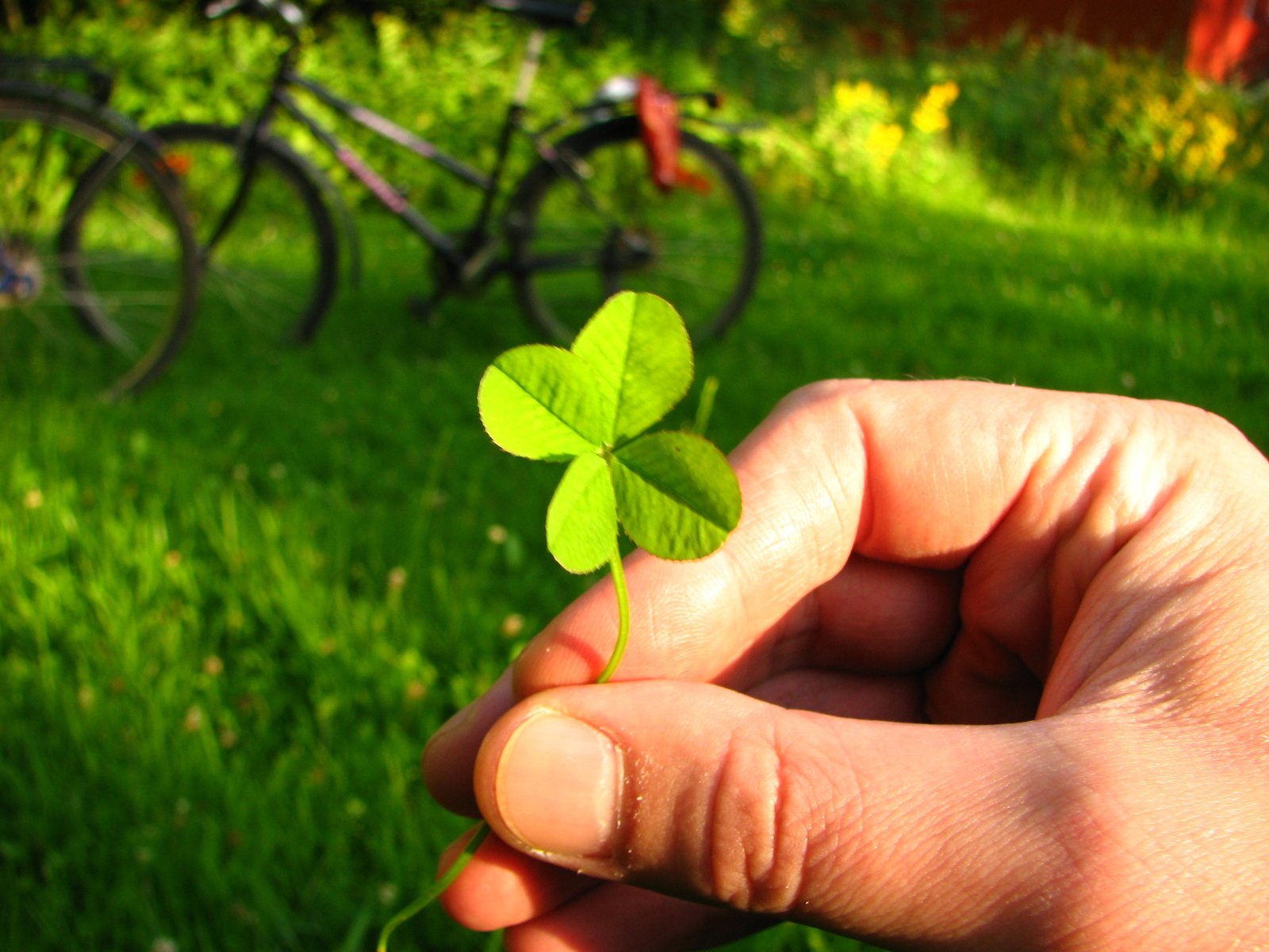 Four leaved clover 1 1310138
