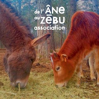 Logo de L'Ane au Zébu