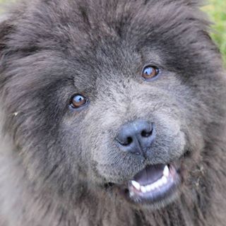 Photo Elevage Pédagogique, Chow chow
