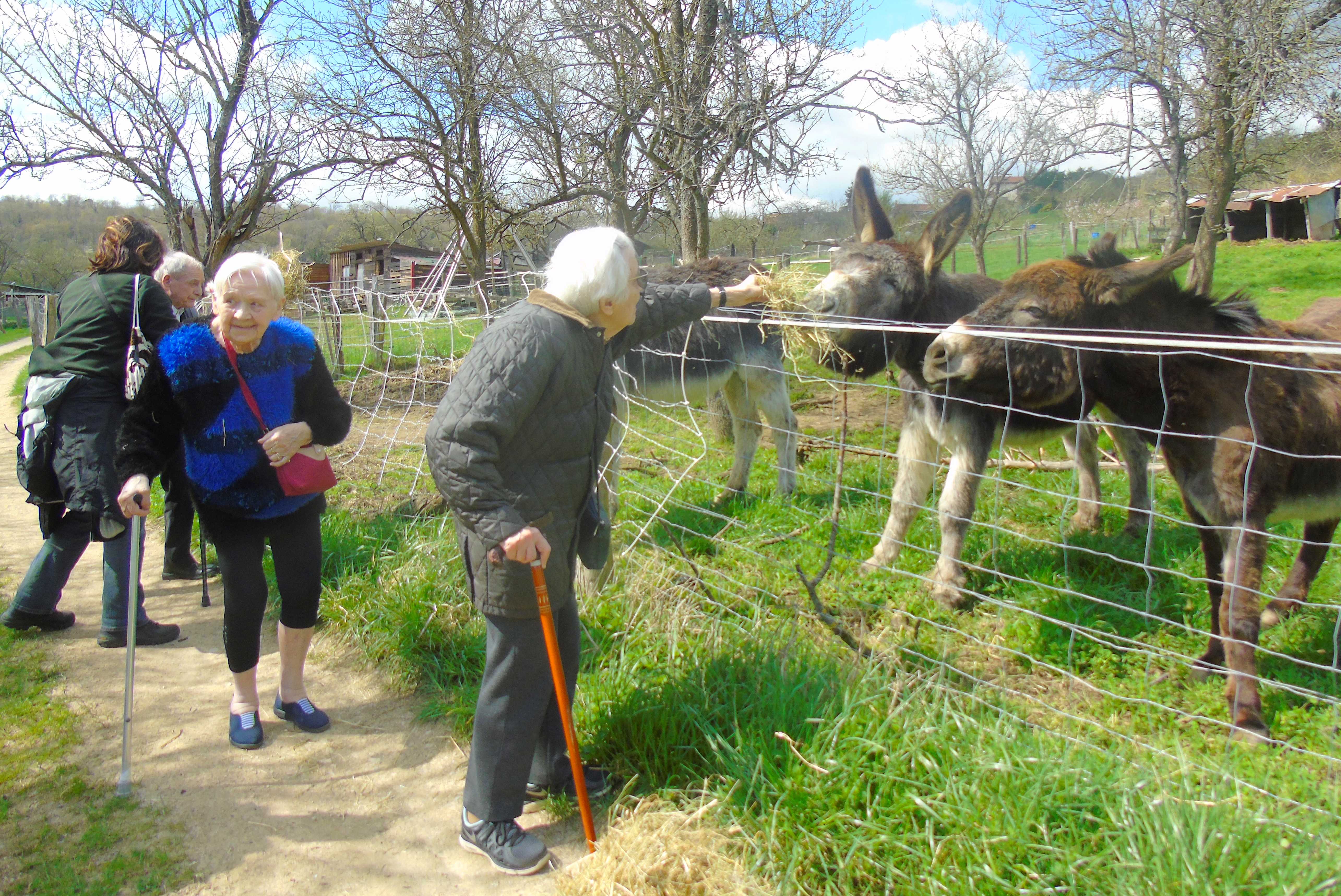 Compagnie des anes 1