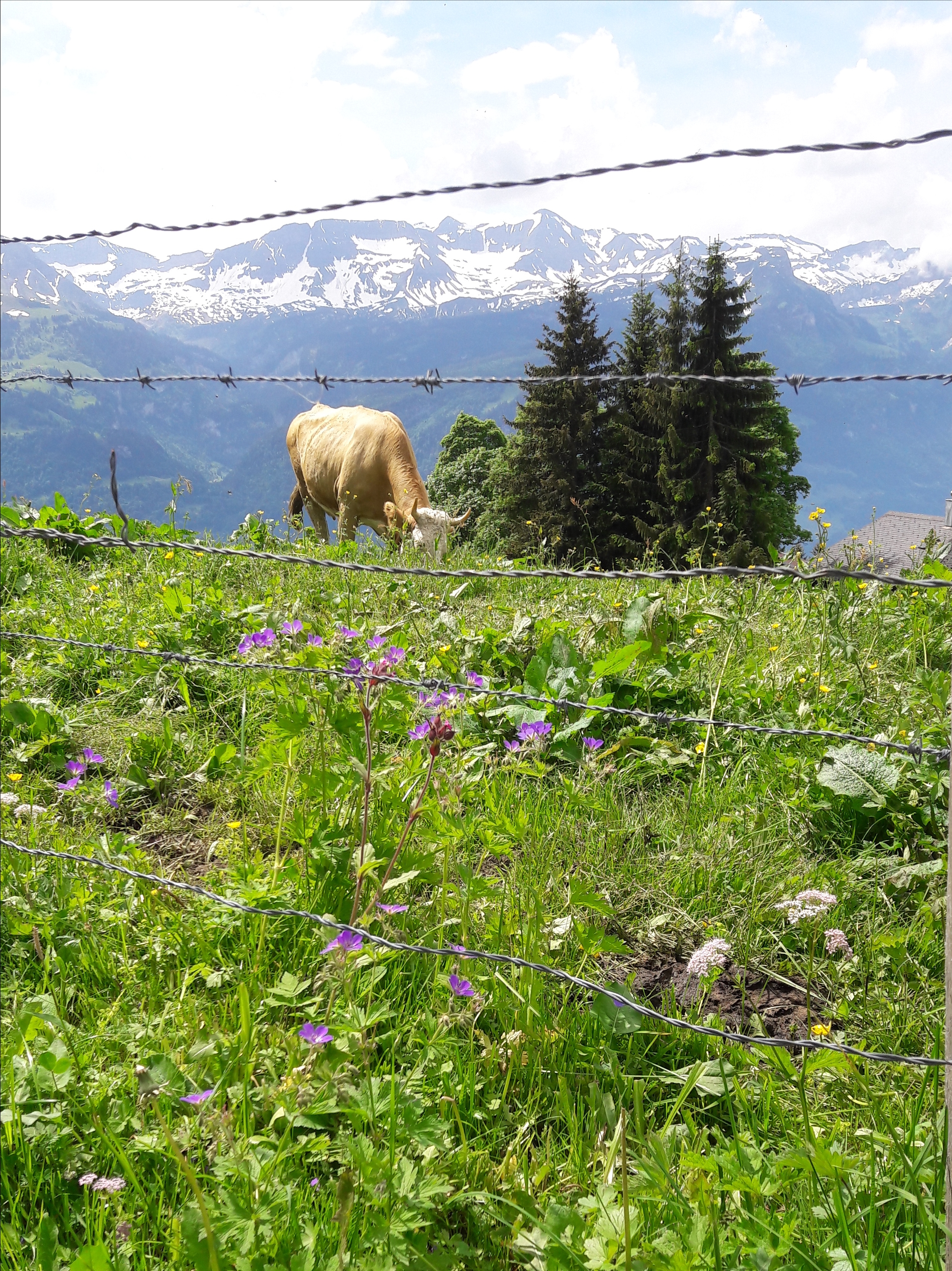 Foto Sommer 2018