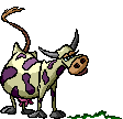 Vache30