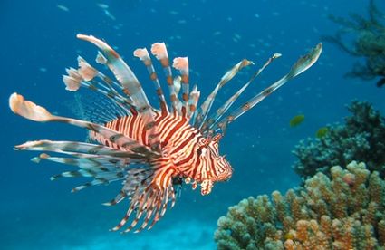 Red lionfish in the caribbean