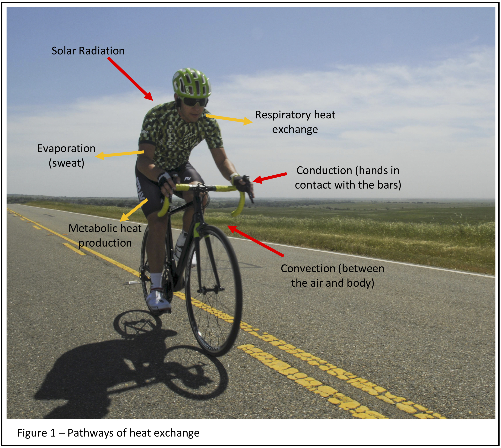 Figure 1 Pathways of heat exchange