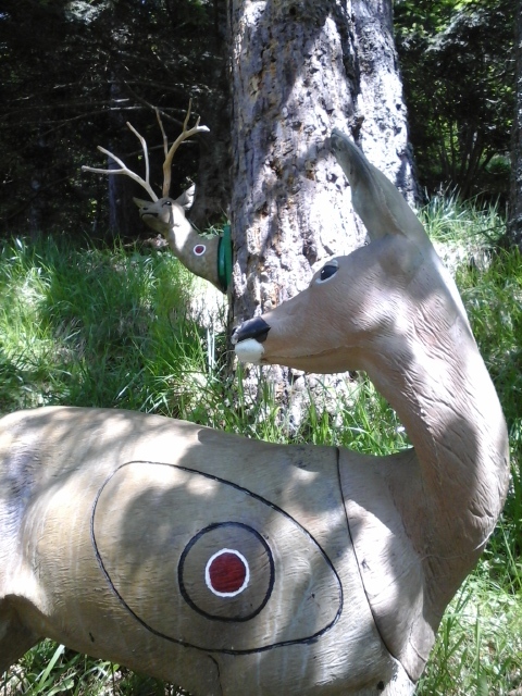 La Biche et son male 