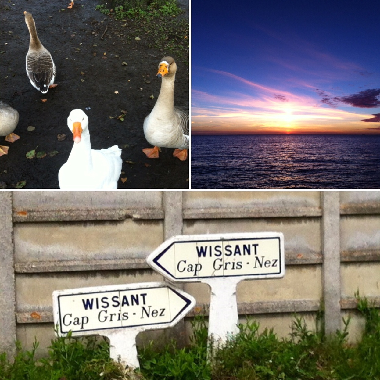 Coucher de soleil à Wissant, oies Wissantaises 