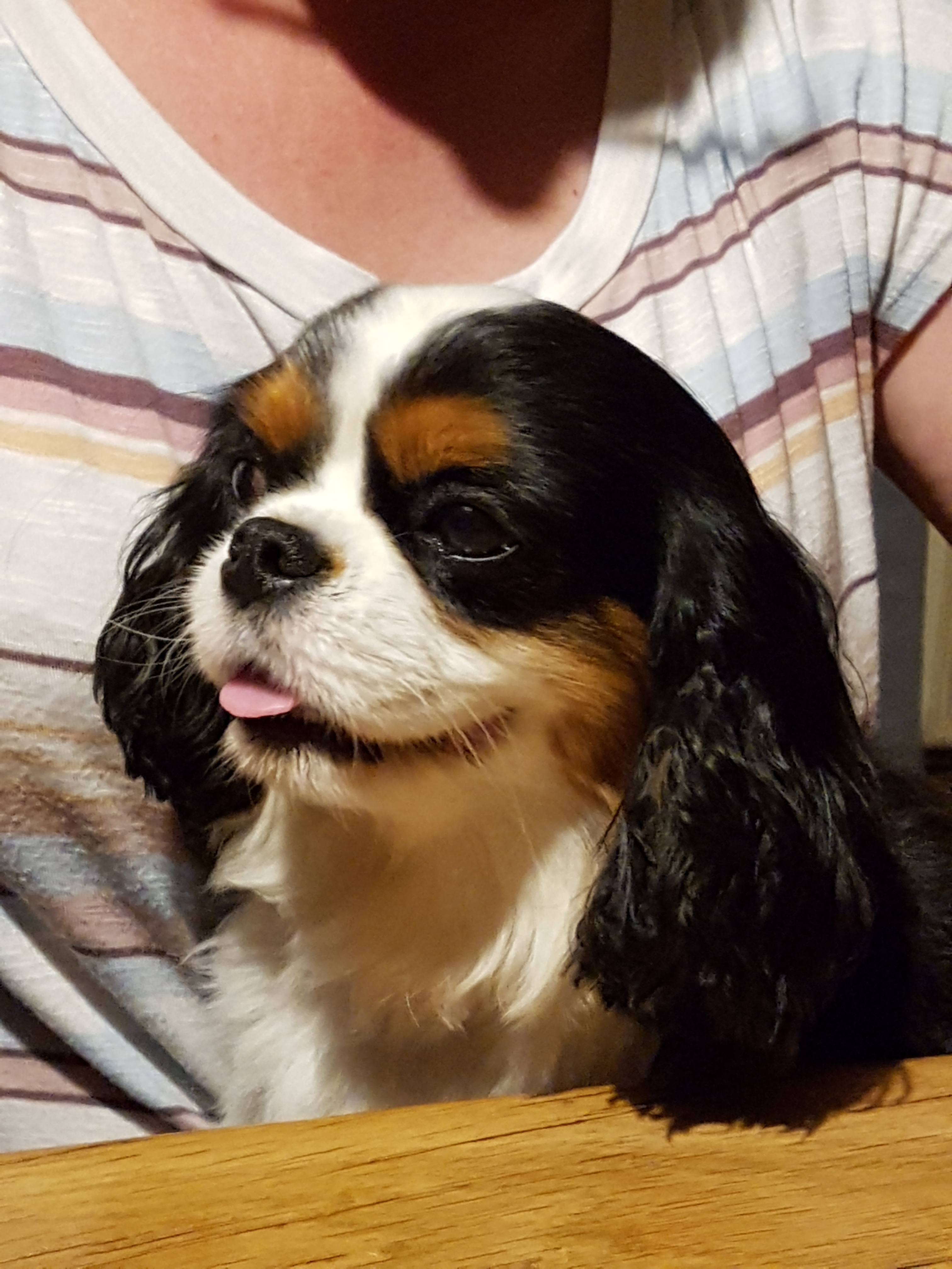 quand nos hôtes viennent accompagnés d'une jolie boule de poils
