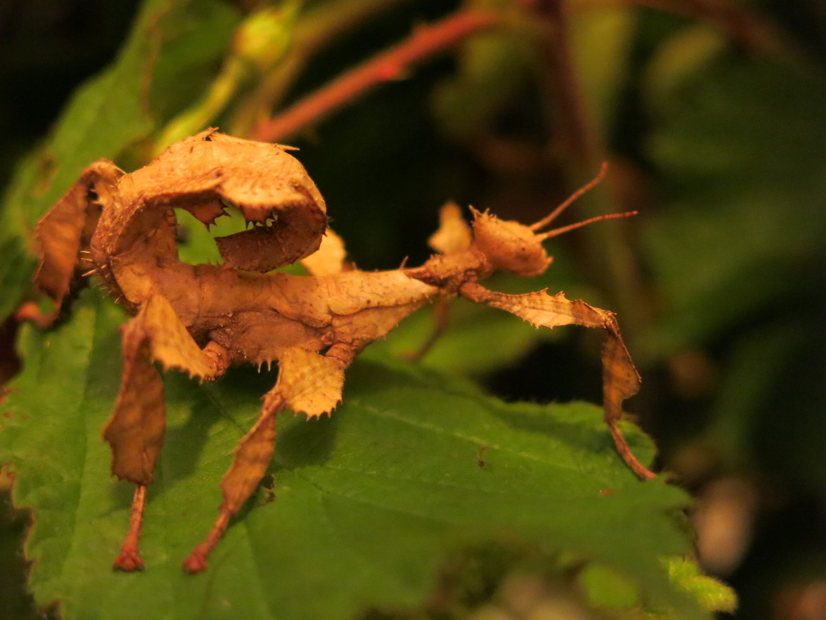 Phasmes scorpions