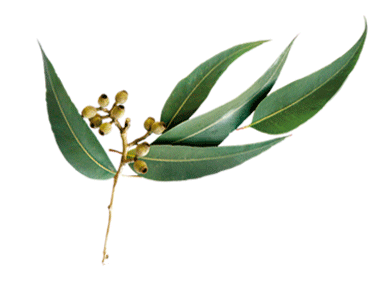 Feuilles d eucaliptus