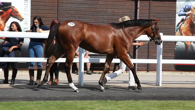 Laurens yearling sales