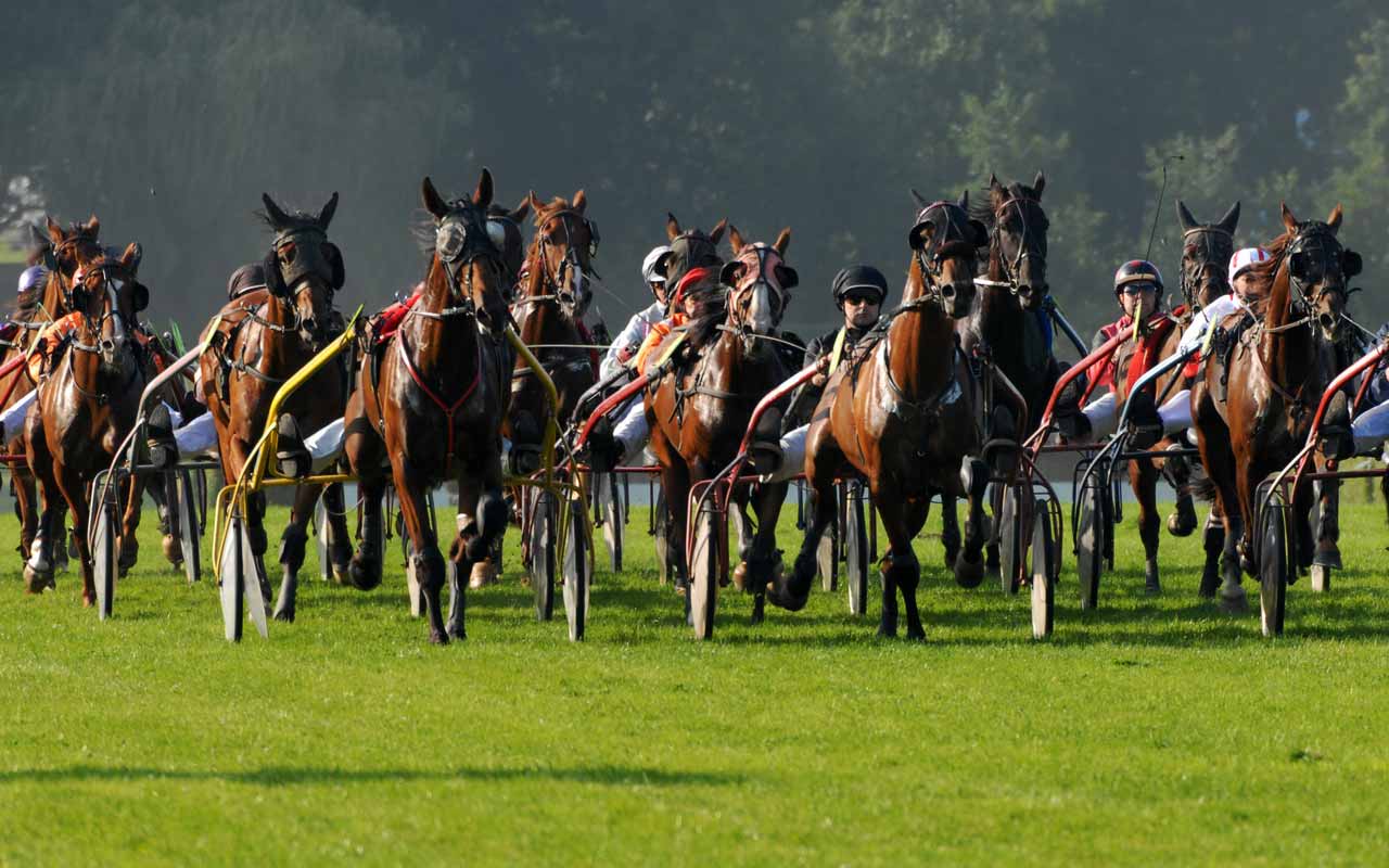 Trot attele