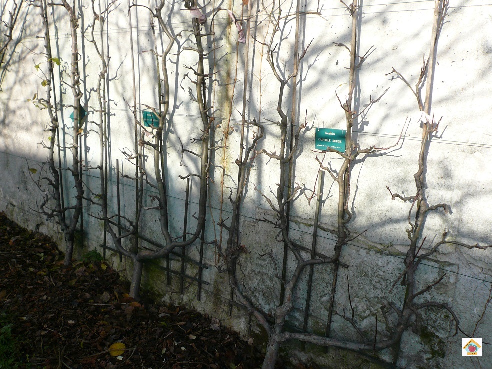 les arbres palissés du clos de Bagnolet