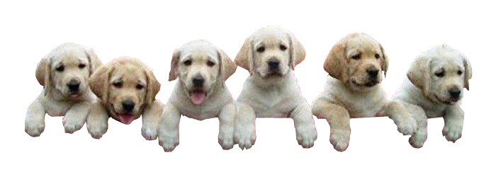 Puppies climbing transparent image