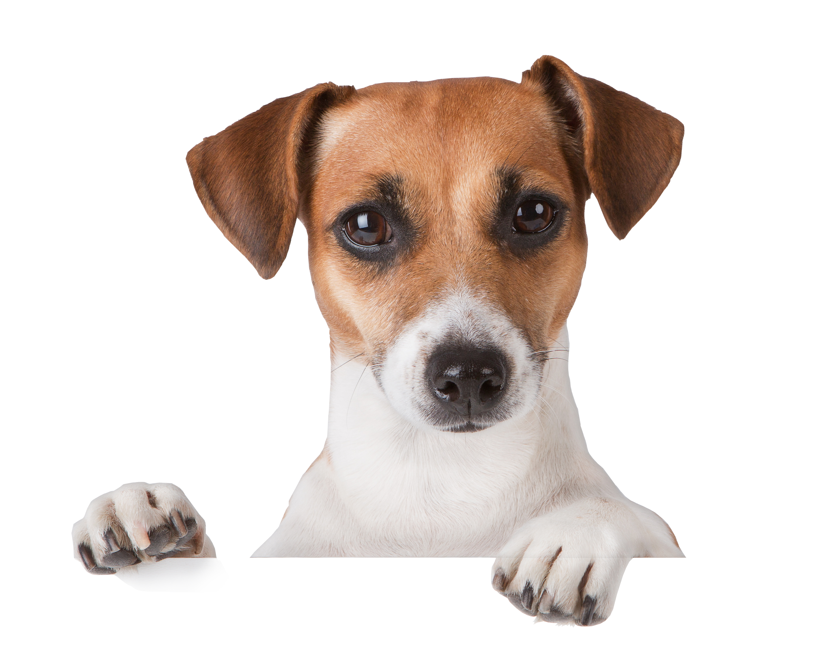 Dog PNG50375