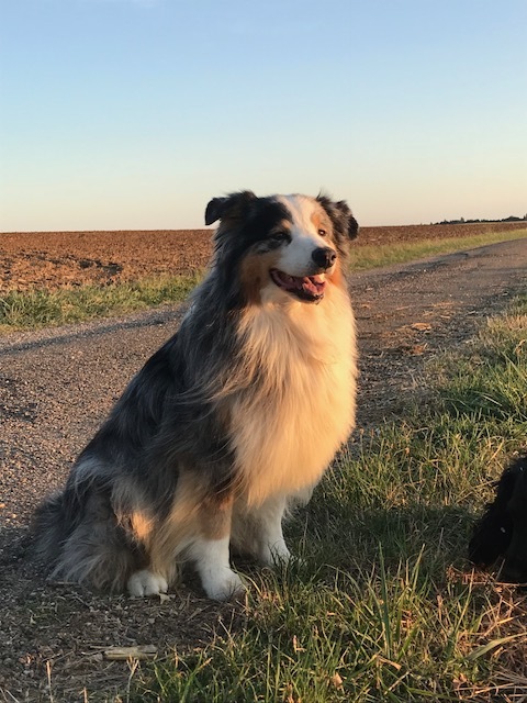 Observer le chien pour préserver son bien-être