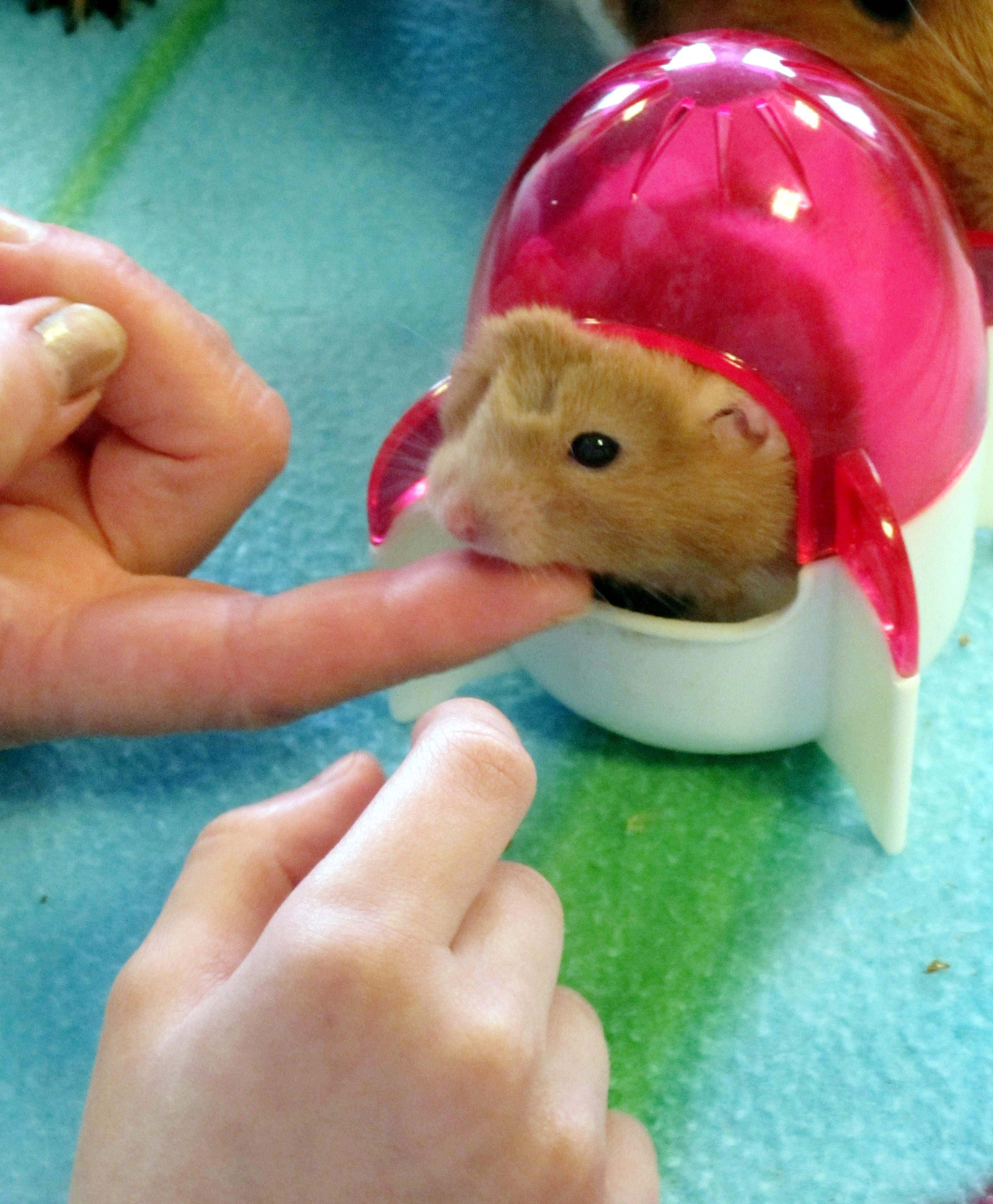 Les petits animaux sont particulièrement sensibles à leur environnement